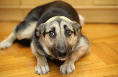 Dog Anxiety: Causes, Signs, and Products That Can Help