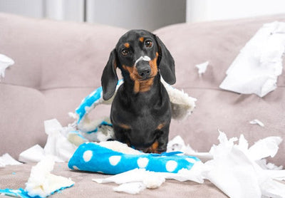 Destructive Chewing in Dogs: Why It Happens and How to Stop It