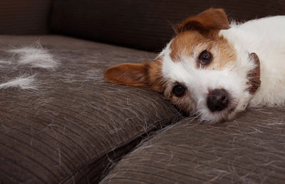 Dog Shedding: How to Reduce Excess Fur and Keep Your Home Cleaner