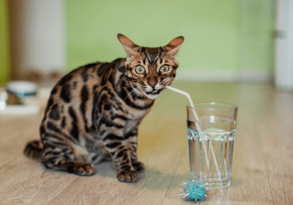 Dehydrated Cat Symptoms: Signs, Causes & How to Hydrate Your Cat