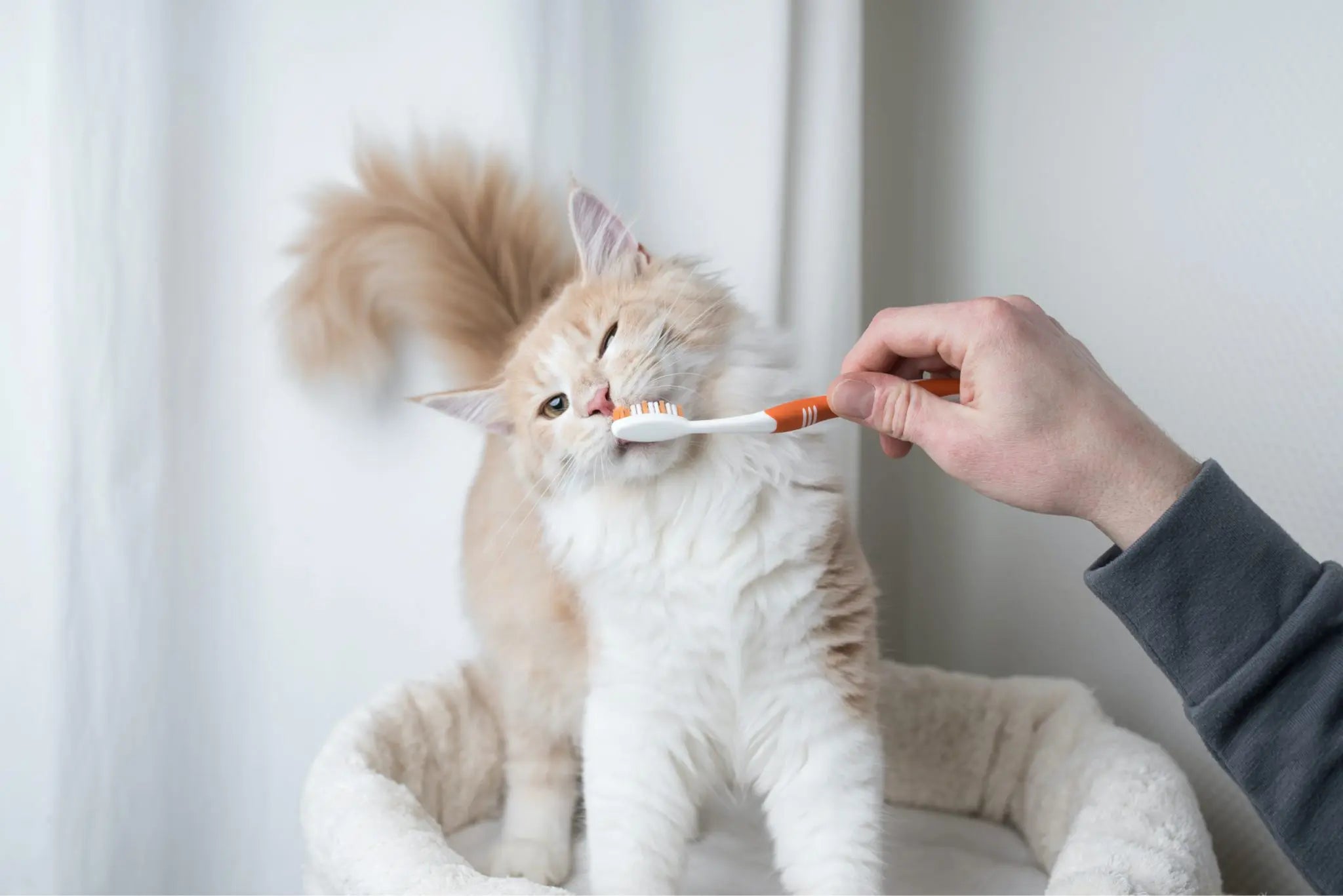 Healthy Dental Practices for Pets