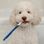 Nylabone Advanced Oral Care Dog Dental Kit Original, 1ea/2.5 oz 3 ct