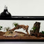 Zilla Rapid Sense Decor Large Crocodile Skull 1ea/Large