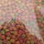 Pretty Bird International Sugar Glider Dry Food 12 oz