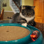 Bergan Star Chaser Catnip Toy Assorted, 1ea