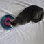 Bergan Cyclone Catnip Cat Toy Aqua, Mulberry, 1ea