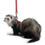 Marshall Pet Products Ferret Harness and Lead Set Red