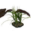 Komodo Rainforest Canopy Plant 10in