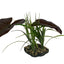 Komodo Rainforest Canopy Plant 10in