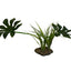 Komodo Jungle Canopy Plant 42cm