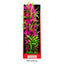 Aquatop Vibrant Passion Plant Pink; 1ea-16 in