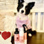 Kin+Kid Shampoo Itchy Pet 12oz.  Rosemary/Pepmint