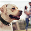 Heavy-Duty Military Tactical Dog Collar & Leash Set: Adjustable & Durable For All sized dog