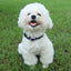 Small Dog Harness Leash Set Cute Traction Bracelet Medium Cat Collar Suit Soft Puppy Vest Harness Adjustable Pet Accessories
