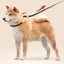 Adjustable Collar Harness Dog Leash Nylon Pet Lead Leash Dog Harness Durable Rope Belt Lightweight Dog Accessories Cat Collar