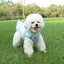 Small Dog Harness Leash Set Cute Traction Bracelet Medium Cat Collar Suit Soft Puppy Vest Harness Adjustable Pet Accessories